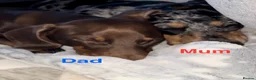 Miniature Dachshund dogs for sale: Miniature dachshund puppies 2 long hair 3 smooth  - Advert 5