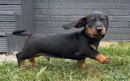 Dachshund dogs for sale: Standard dachshund puppies - Image 6