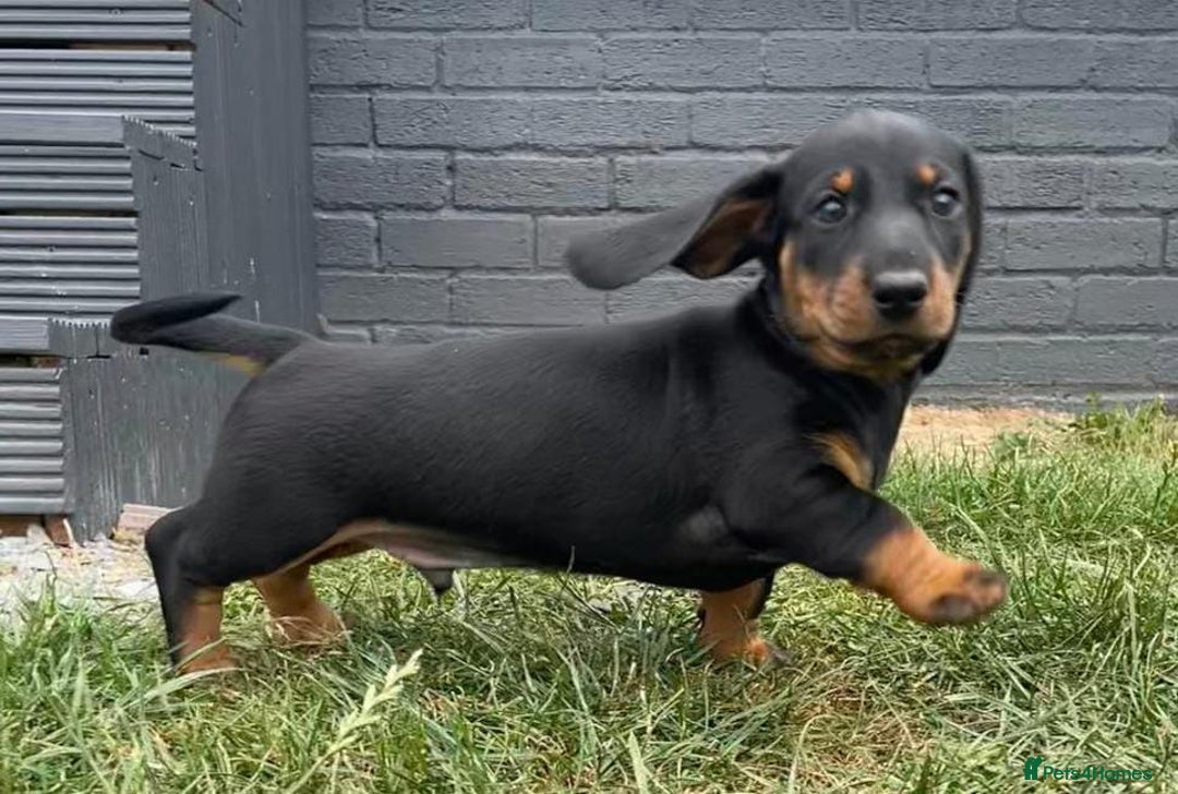 Dachshund dogs for sale: Standard dachshund puppies - Image 6