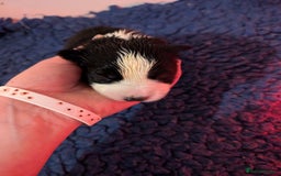 Border Collie dogs for sale: Traditional border collie puppies - Image 8