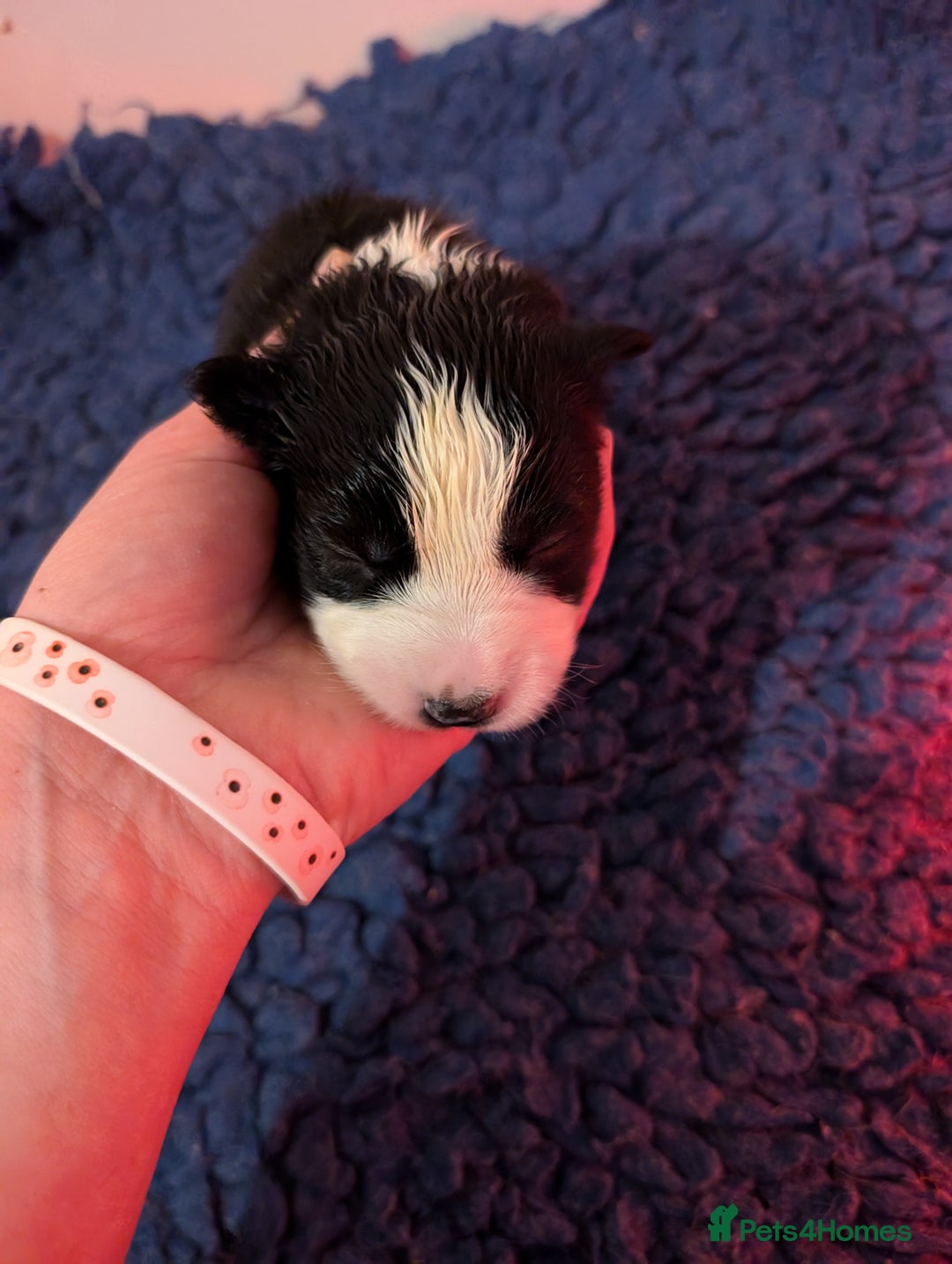 Border Collie dogs for sale: Traditional border collie puppies - Image 8