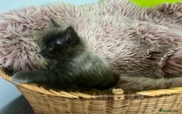 Maine Coon cats for sale: 5 Generation pedigree BLACK SMOKE kittens  - Image 20