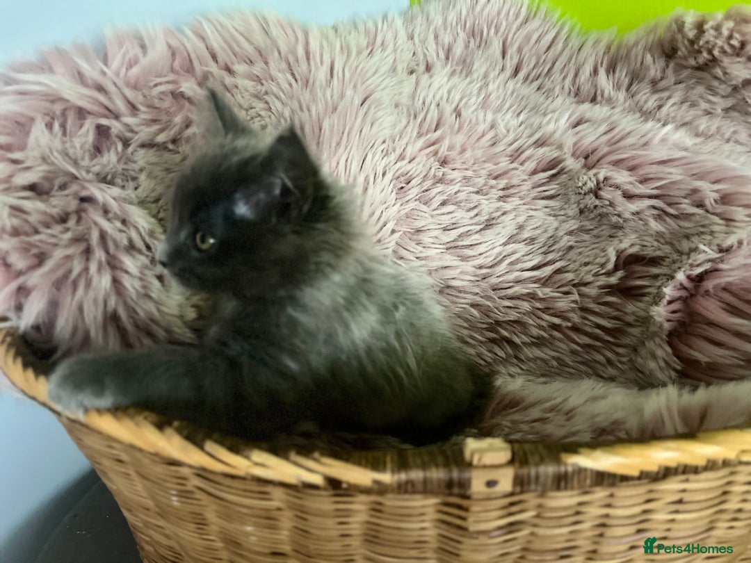 Maine Coon cats for sale: 5 Generation pedigree BLACK SMOKE kittens  - Image 20