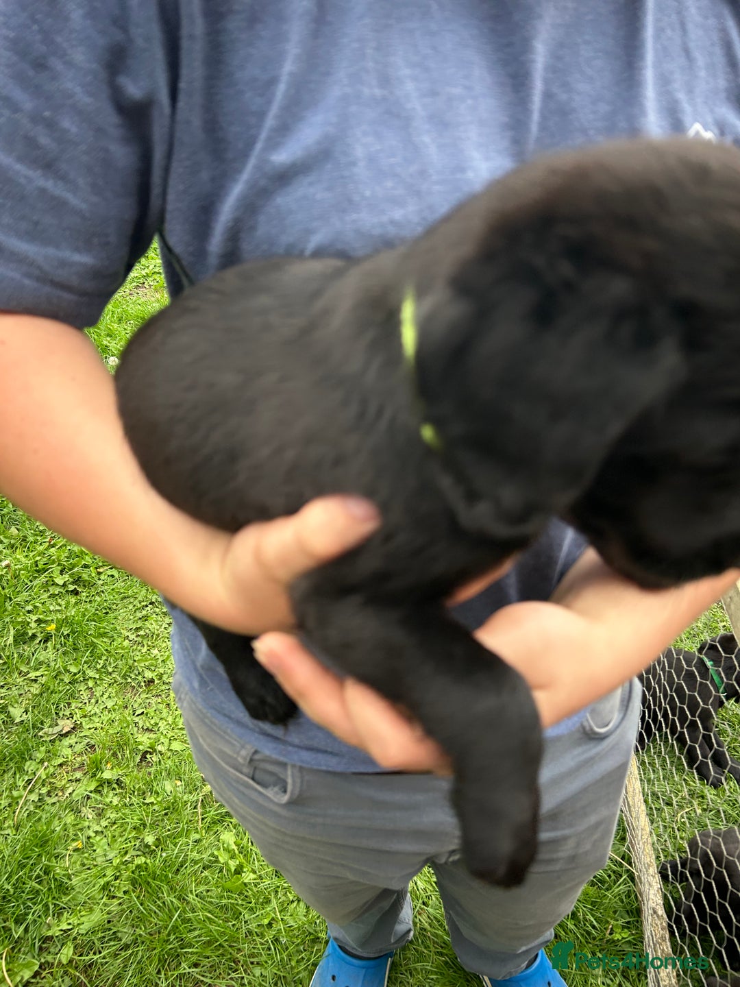 Labradoodle dogs for sale: Ready to go! Fantastic F1 Labradoodles (black) - Image 35