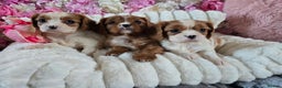 Cavalier King Charles Spaniel dogs for sale: Beautiful KC reg Cavalier King Charles Puppies  - Advert 3