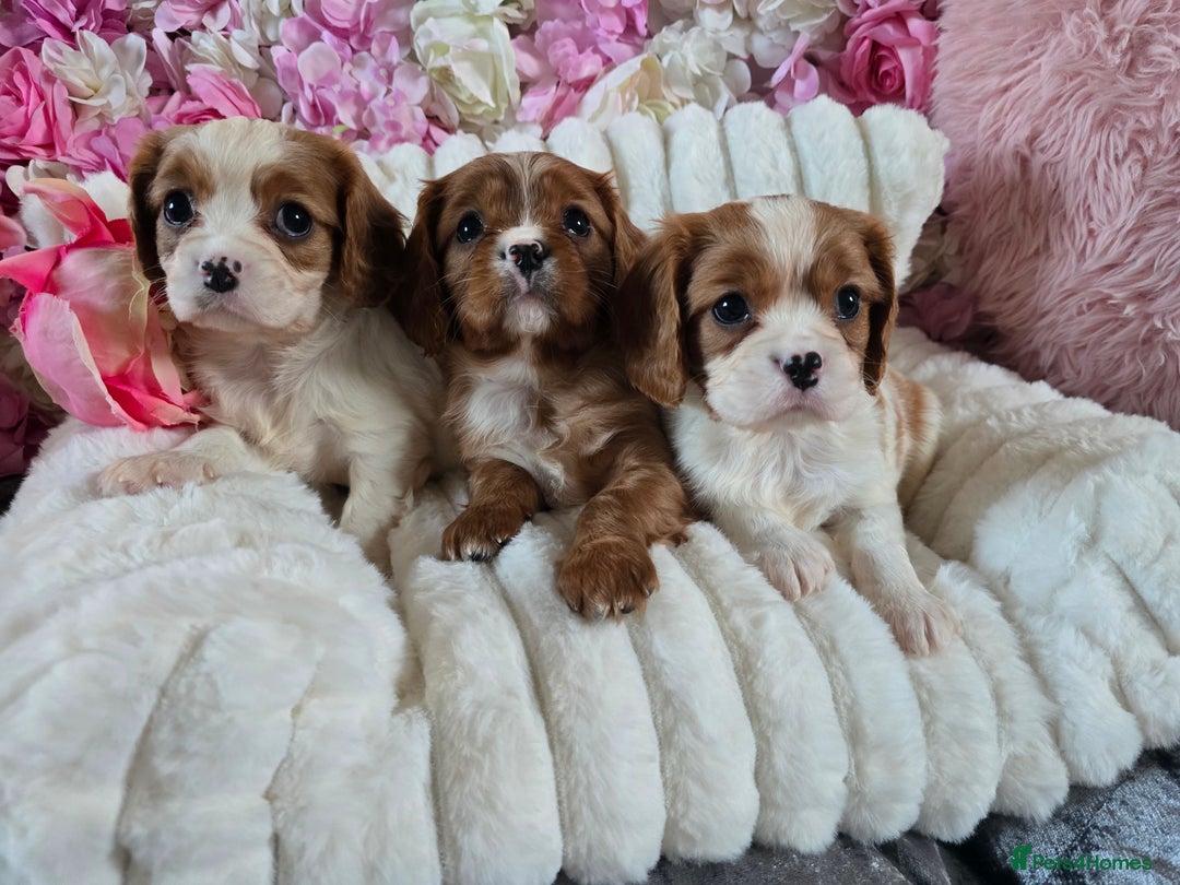Cavalier King Charles Spaniel dogs for sale: Beautiful KC reg Cavalier King Charles Puppies  - Advert 3