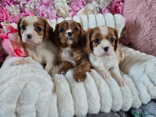 Cavalier King Charles Spaniel dogs Beautiful KC reg Cavalier King Charles Puppies - Advert 3