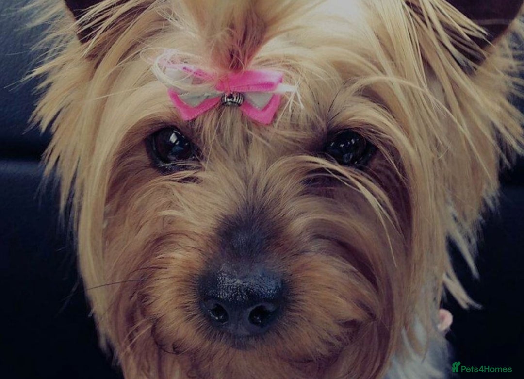 Yorkshire Terrier dogs for sale: Mini Black Yorkshire terriers puppies  - Advert 19