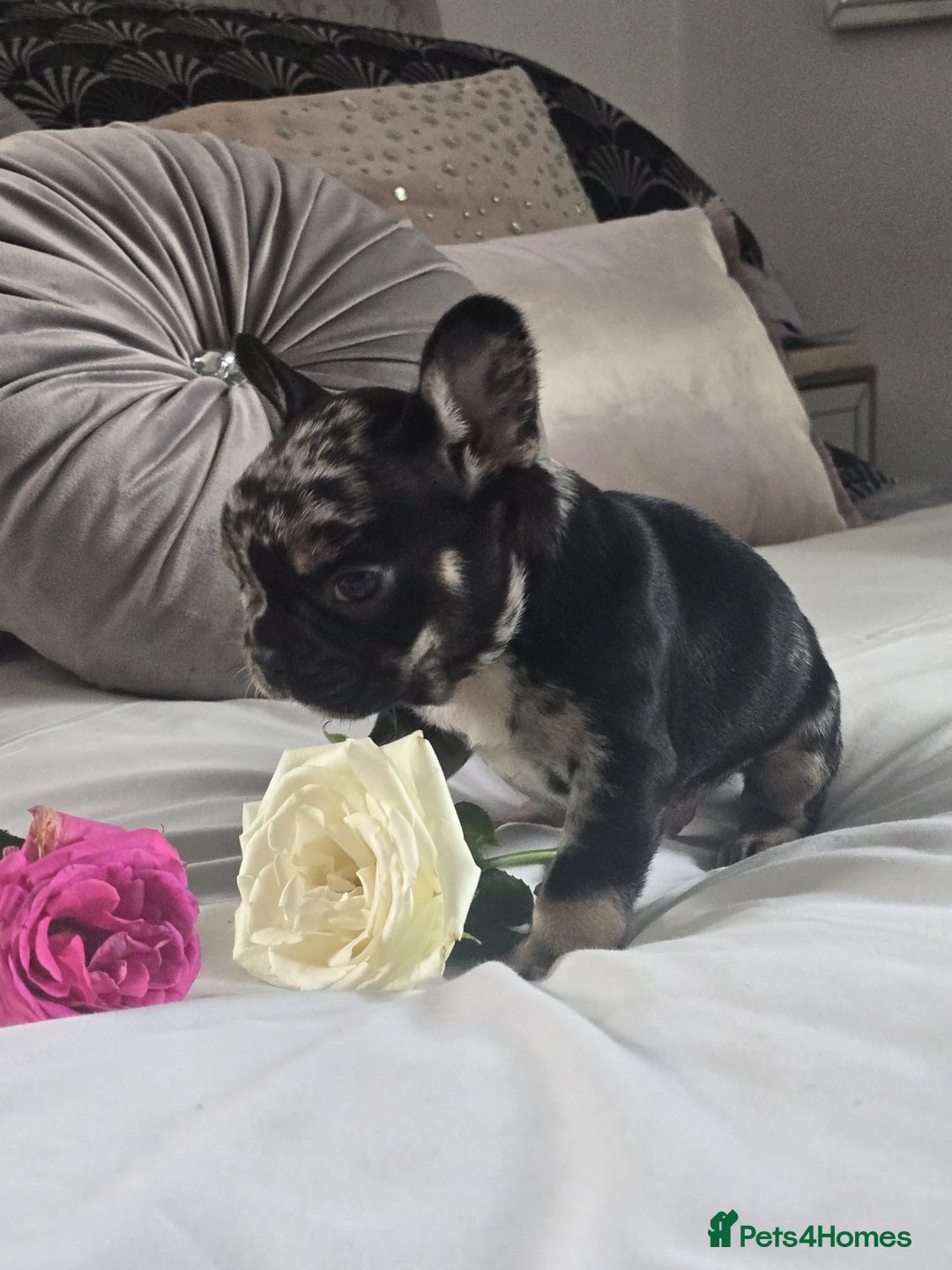 French Bulldog dogs for sale: French bulldog puppies  - Image 8