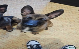 Belgian Shepherd Dog dogs for sale: Full belgium malinois puppies - Image 3
