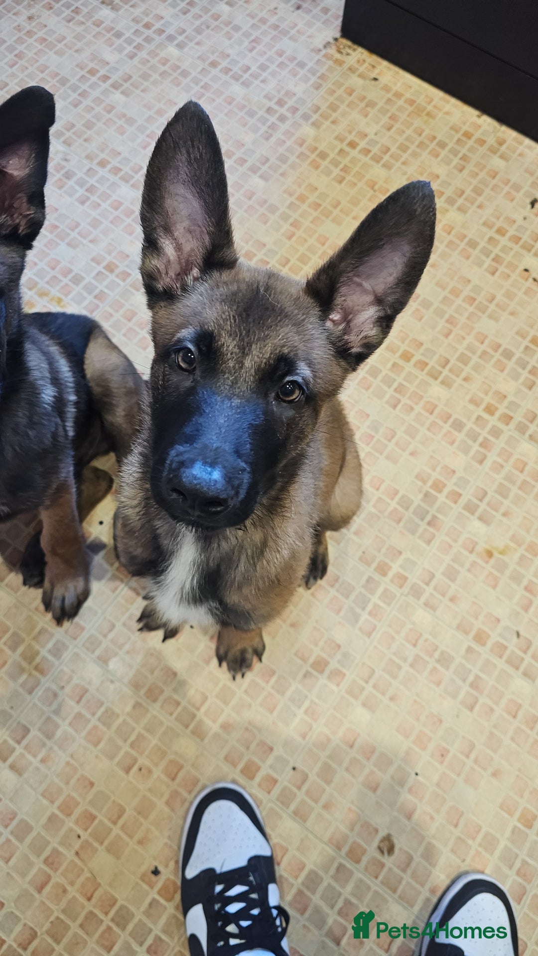 Belgian Shepherd Dog dogs for sale: Full belgium malinois puppies - Image 3