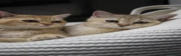 British Shorthair cats for sale: Ready Now /GCCF Golden BSH Kittens  - Advert 23