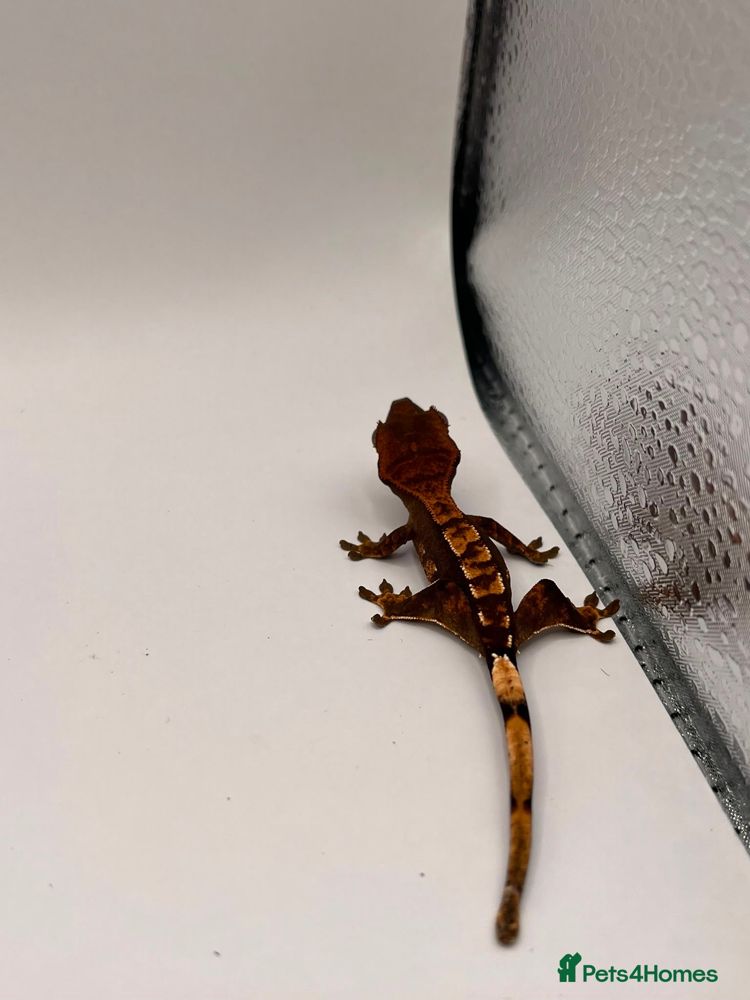 Gecko reptiles Crested and chahouas geckos - Advert 14