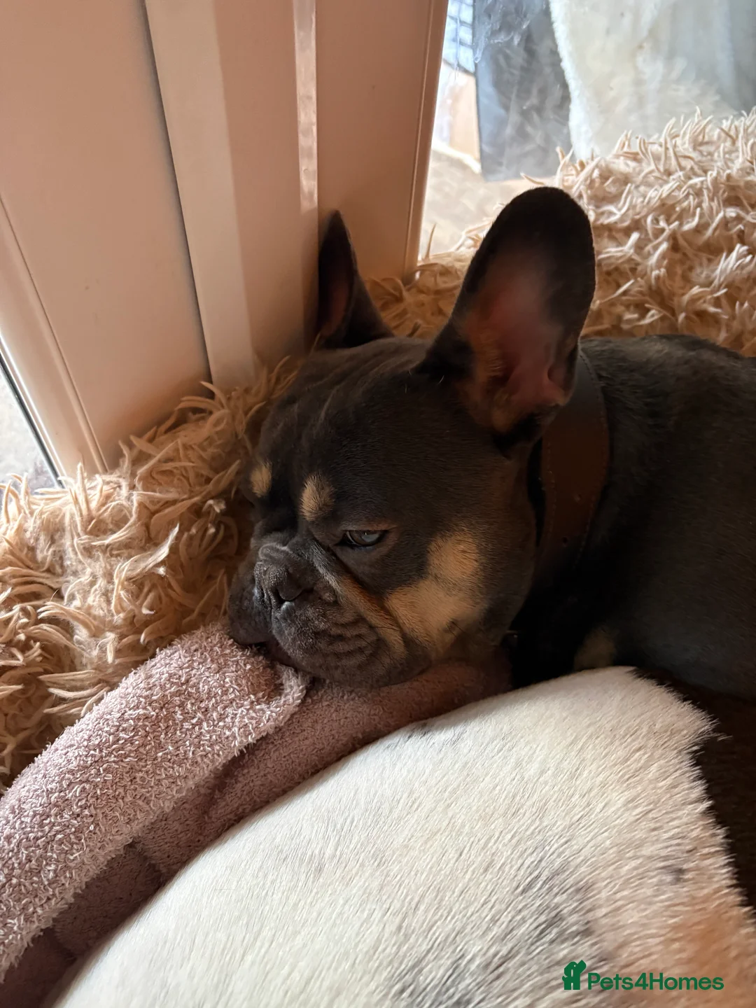 French Bulldog dogs for sale: French bulldog lilac tan 10 months old - Advert 2