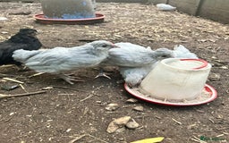 Chickens poultry for sale: Unsexed Araucana Chicks - Image 8