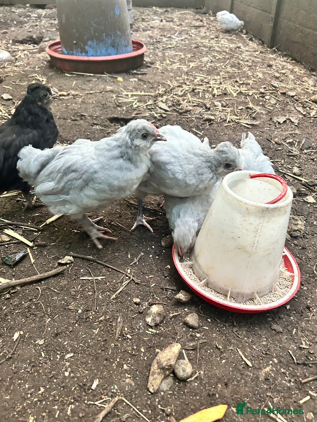 Chickens poultry for sale: Unsexed Araucana Chicks - Image 8