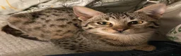 Savannah cats for sale: Gorgeous male F6 Savannah for sale - Advert 10
