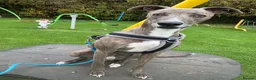 Mixed Breed dogs for sale: American bully cross mixed breed  in Doncaster - Advert 14
