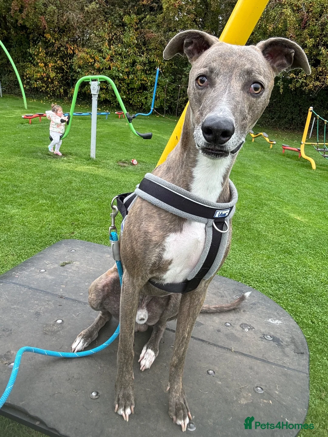 Mixed Breed dogs for sale: American bully cross mixed breed  in Doncaster - Advert 14