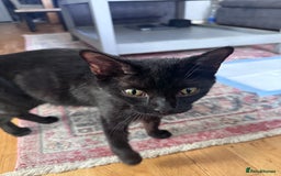 British Shorthair cats for sale: 4 beautiful kittens and mother up for adoption - Image 7