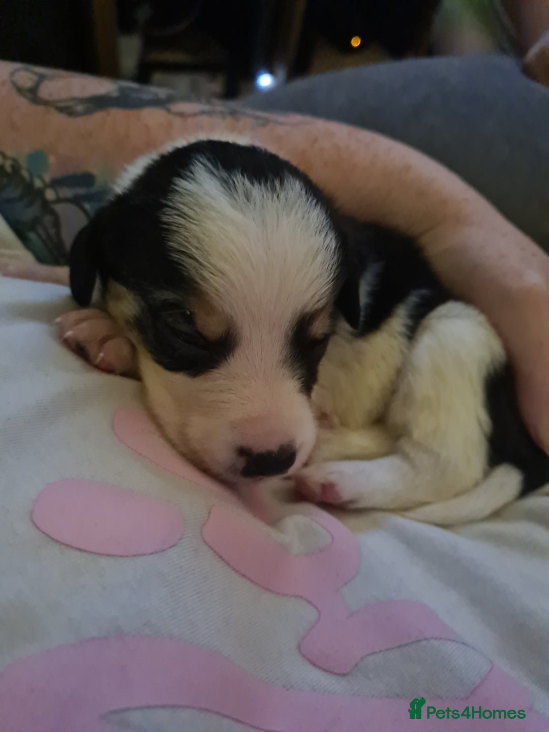 Sprollie dogs for sale: Sprollies - Image 19