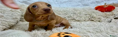Dachshund 5