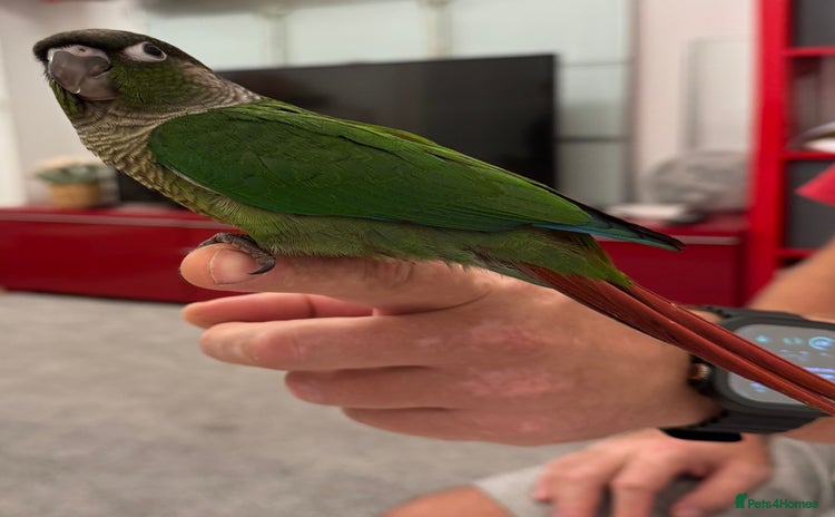 Conures birds - Advert 4