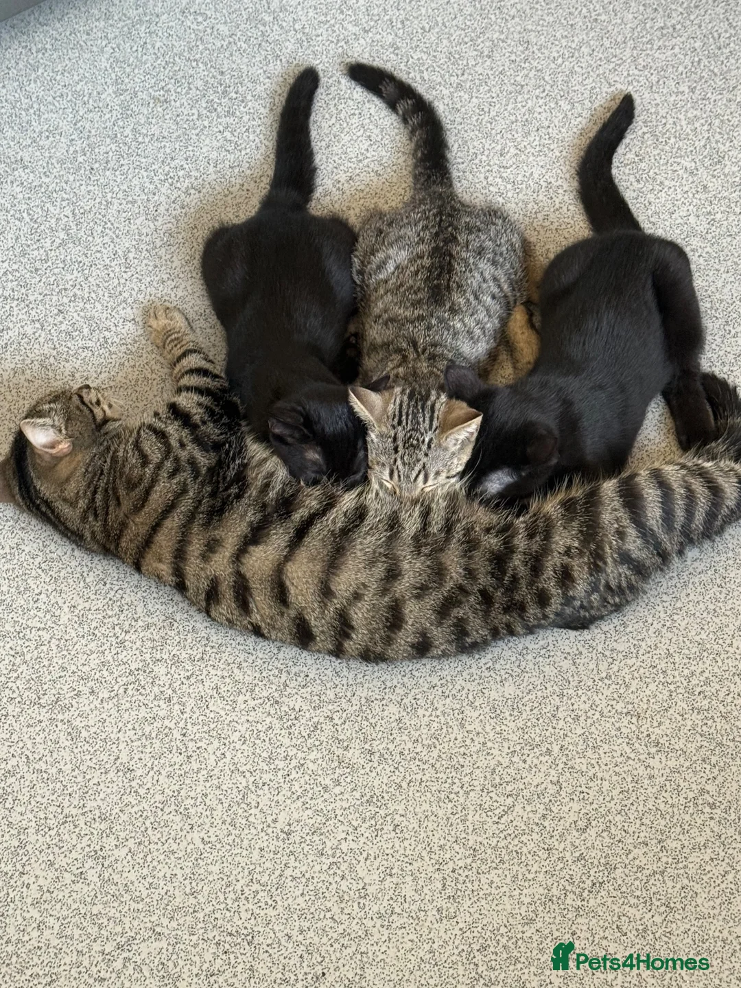 Mixed Breed cats for sale: X4 British Shorthair X Tabby Kittens - Advert 19