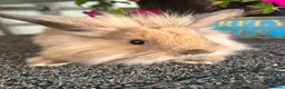 Lionhead rabbits for sale: 🦋Pure breed Teddy lionheads 🦋 - Advert 17