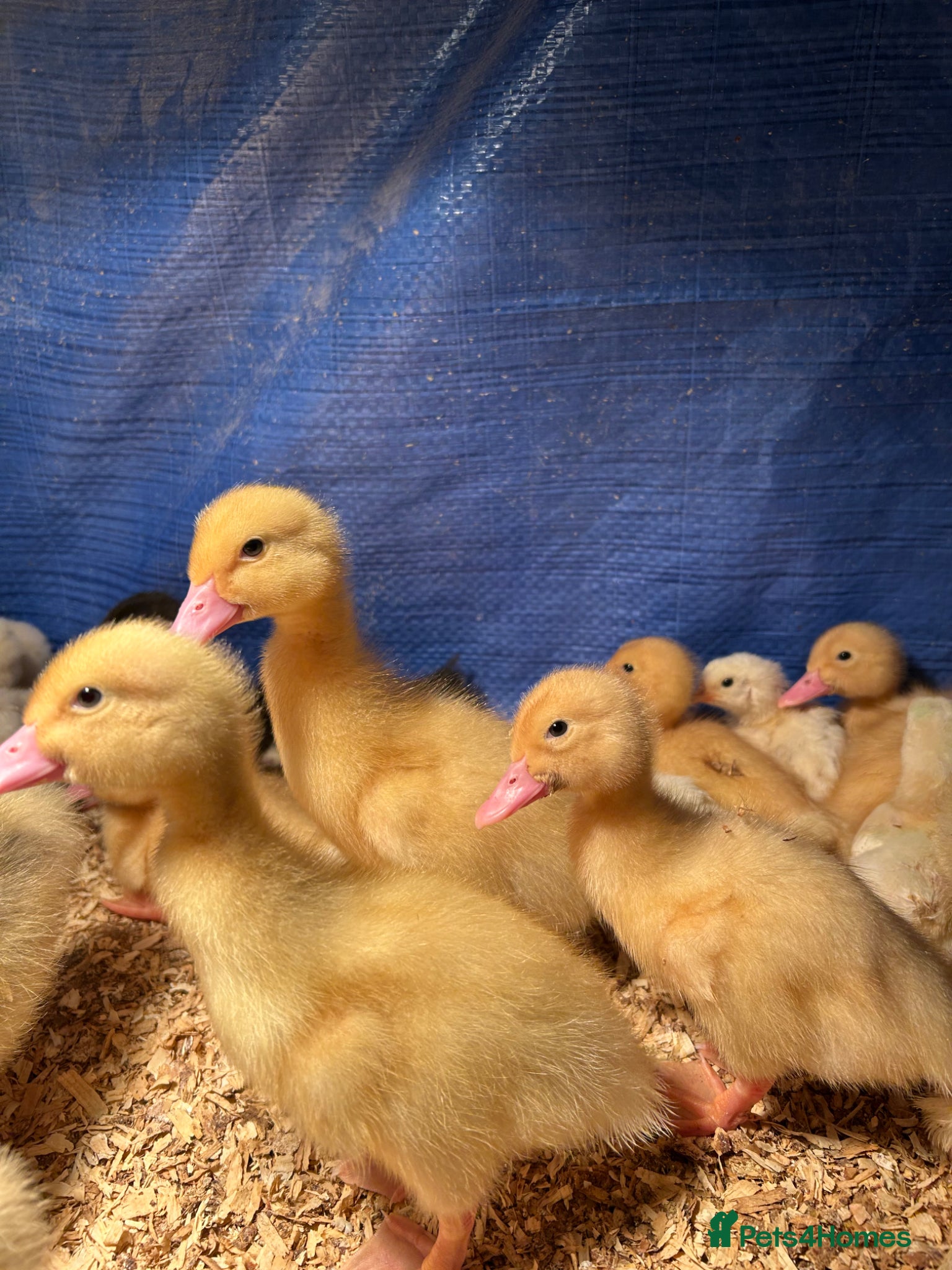 Ducks poultry Ducklings Available Soon! - Advert 15