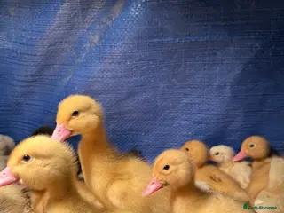 Ducks poultry Ducklings Available Soon! - Advert 15