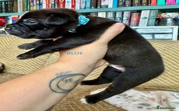 Staffordshire Bull Terrier dogs for sale: Pedigree Staffordshire Bull Terrier Puppies - Image 11