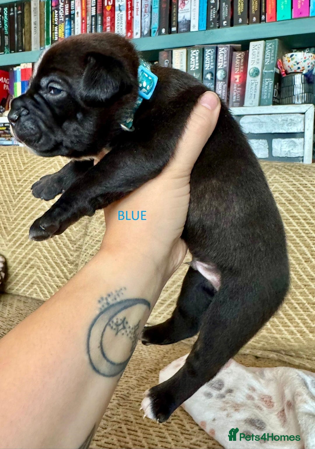 Staffordshire Bull Terrier dogs for sale: Pedigree Staffordshire Bull Terrier Puppies - Image 11