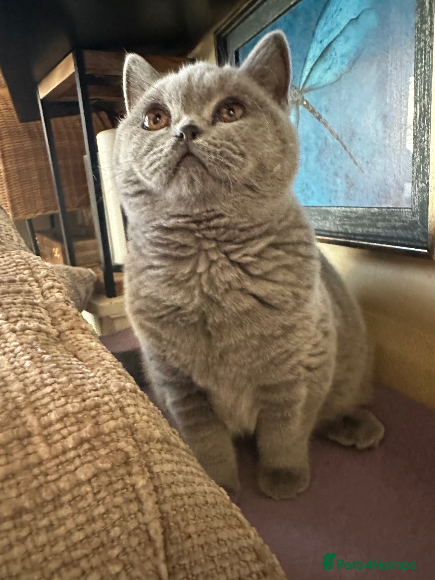 British Shorthair cats for sale: British shorthair GCCF registered  - Advert 22