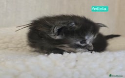 Maine Coon cats for sale: Maine Coon Kittens Smokes Large Russian Lines - Image 24