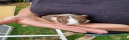 Guinea Pig rodents for sale: Baby guineapigs mixed sex in Canterbury - Advert 3