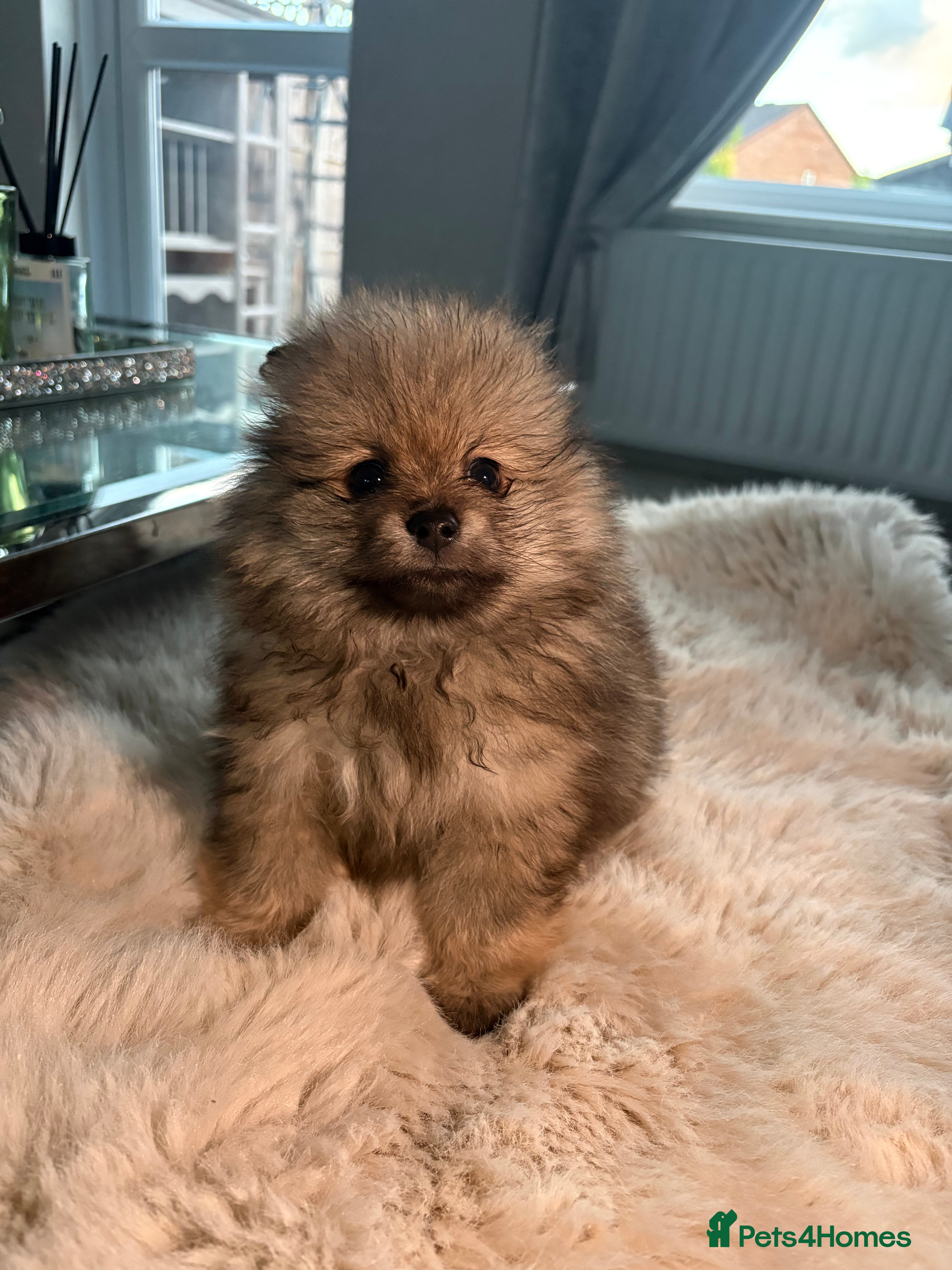 Pomeranian dogs for sale: Beautiful pomerian puppys ready now🐻 - Advert 17