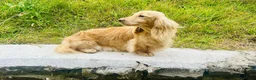 Miniature Dachshund dogs for stud: Cream long hair miniature dachshund stud dog  - Advert 5