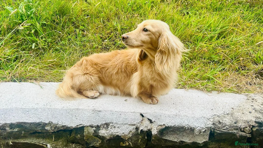 Miniature Dachshund dogs for stud: Cream long hair miniature dachshund stud dog  - Advert 5
