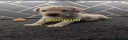 Labrador Retriever dogs for sale: 🐾 Labrador Pups 🐾 - Advert 3