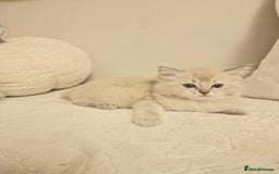 Ragdoll cats for sale: Mink ragdoll babies  - Image 12