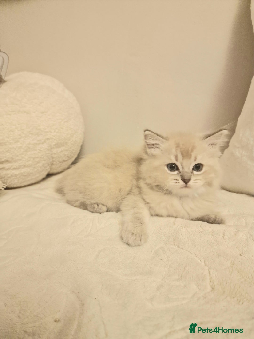 Ragdoll cats for sale: Mink ragdoll babies  - Image 12