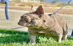 French Bulldog dogs for stud: KC REG⭐️ISABELLA AND LILAC NEW SHADE 👑BOSS HUGO👑 in Manchester - Image 2