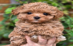 Maltipoo dogs for sale: 🐶Rare Asian/Korean Tiny Maltipoo Puppies🐶 - Image 16