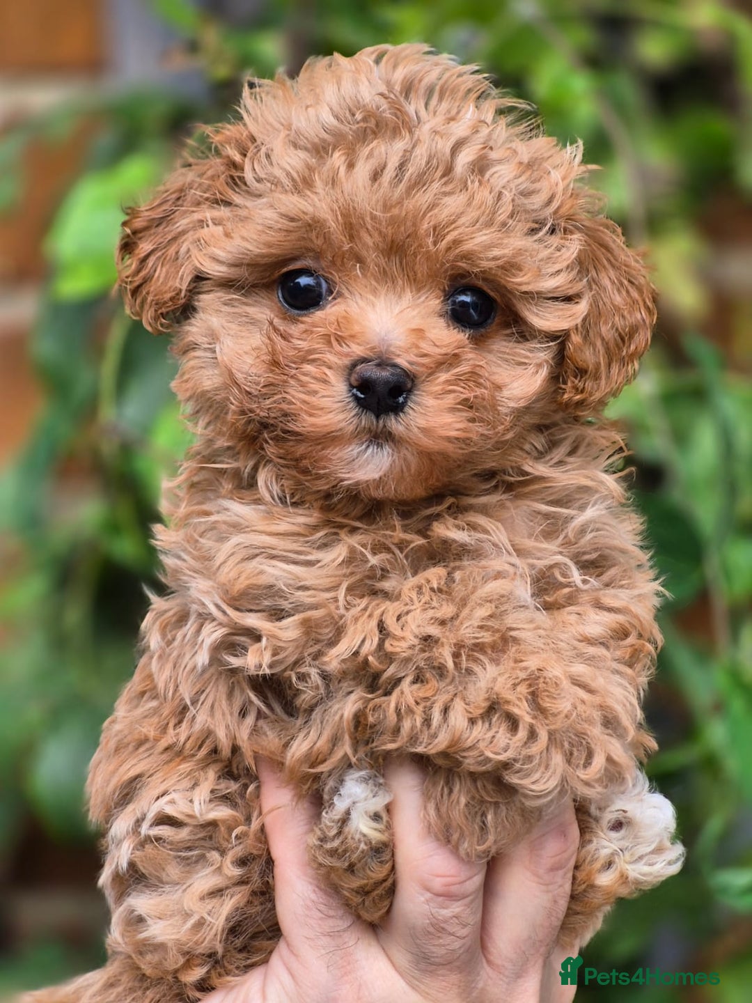 Maltipoo dogs for sale: 🐶Rare Asian/Korean Tiny Maltipoo Puppies🐶 - Image 16