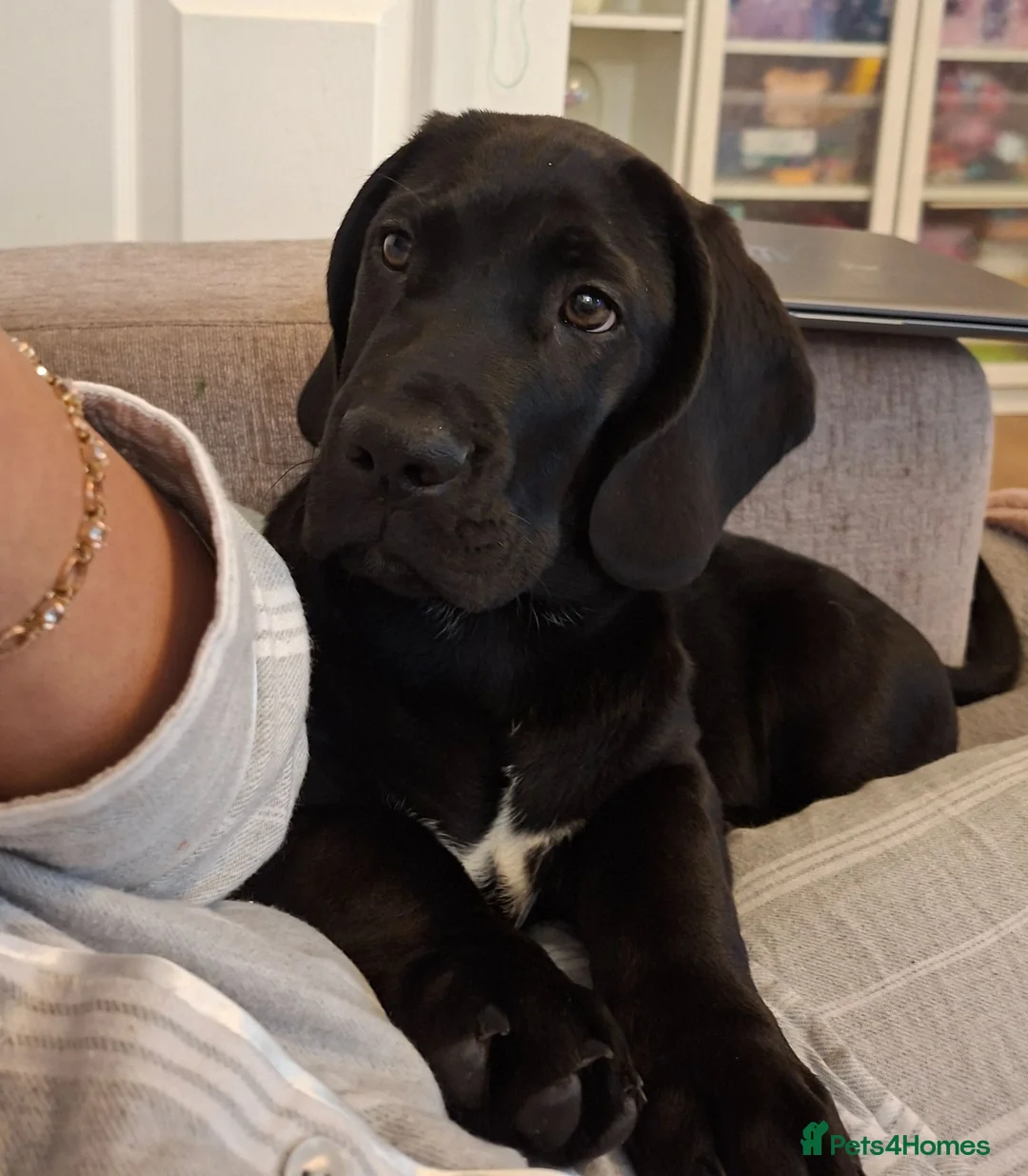 Mixed Breed dogs for sale: Male cane corso mix. Unique mix in Nottingham - Advert 4