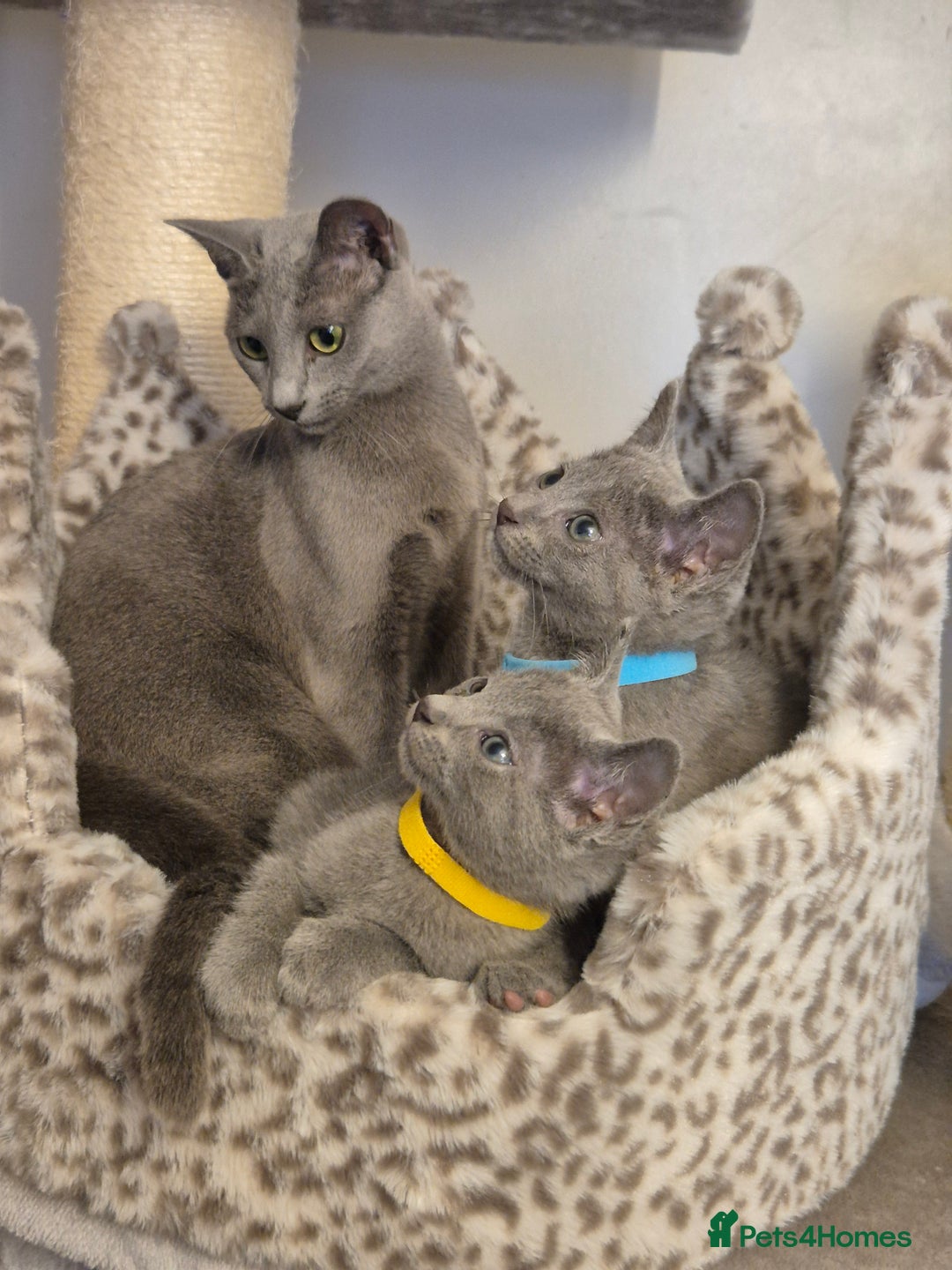 Russian Blue cats for sale: Amazing Russian Blue kittens 💙 - Advert 12