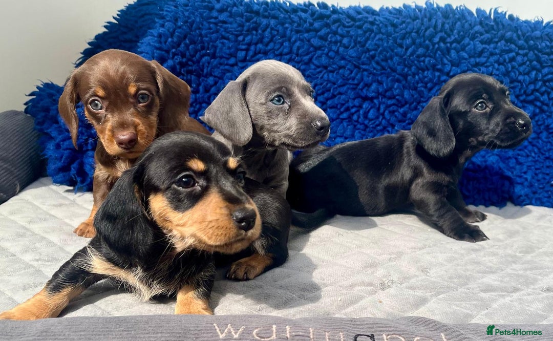 Miniature Dachshund dogs for sale: Stunning mini Daxies, KC reg PRA clear - Image 9