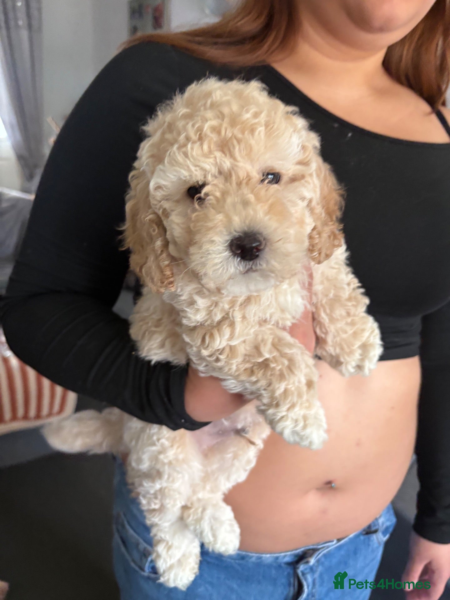 Mixed Breed dogs Toy/mini poodle  - Advert 5