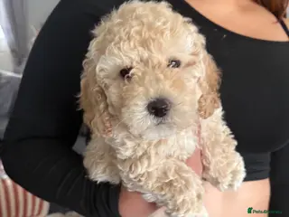 Mixed Breed dogs Toy/mini poodle - Advert 5